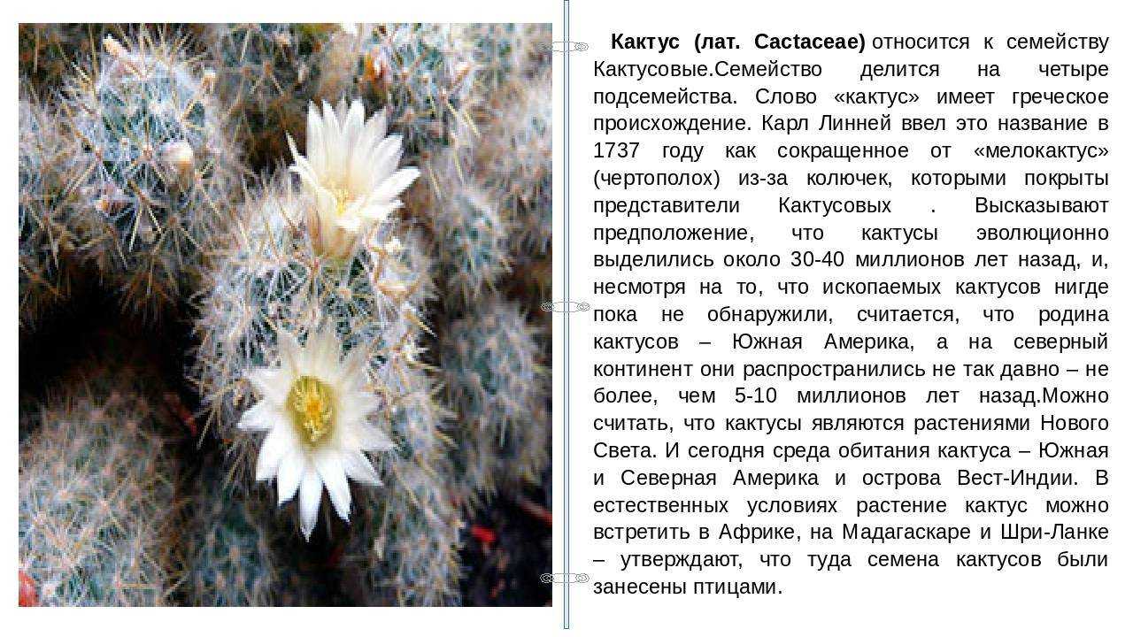 Как выглядит пушистый или волосатый кактус: подробное описание с фото