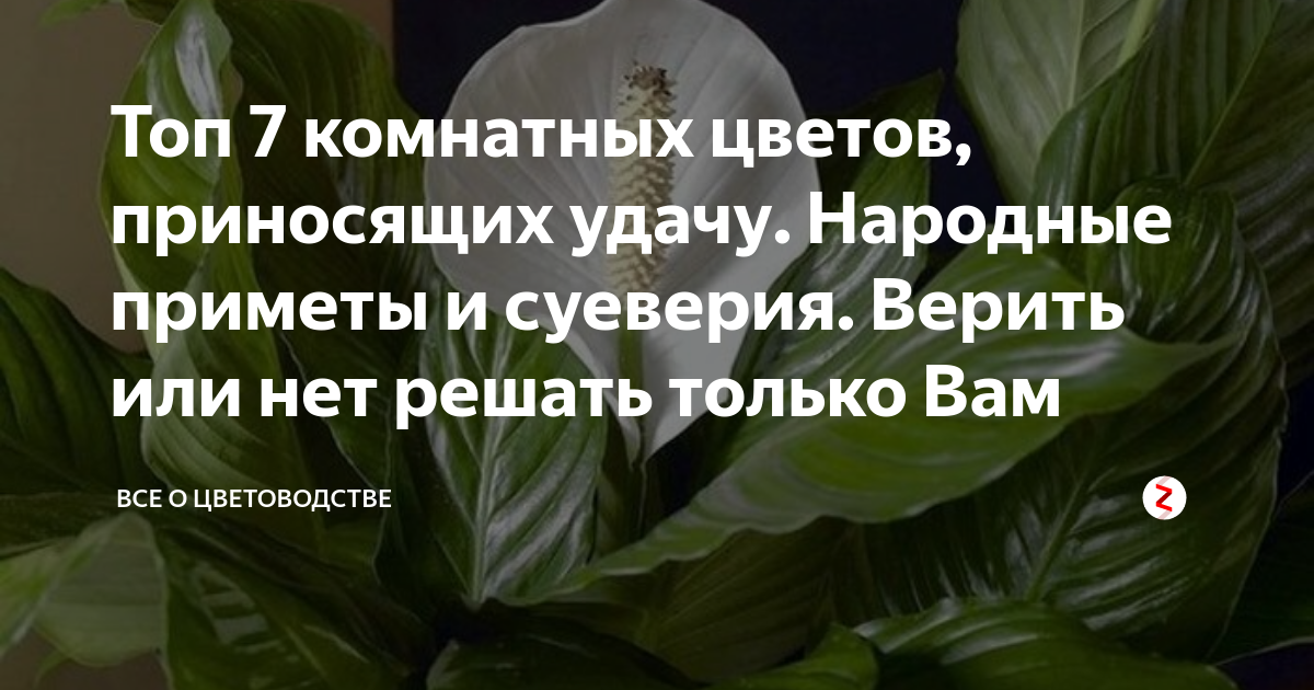 Маранта: приметы и суеверия для дома