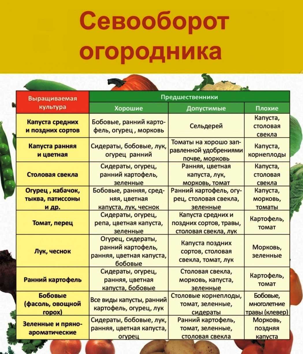Когда и что сажать на огороде: памятка новичка-огородника