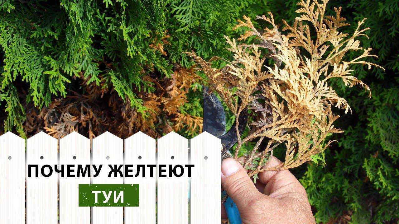 Почему желтеет и сохнет туя и что делать