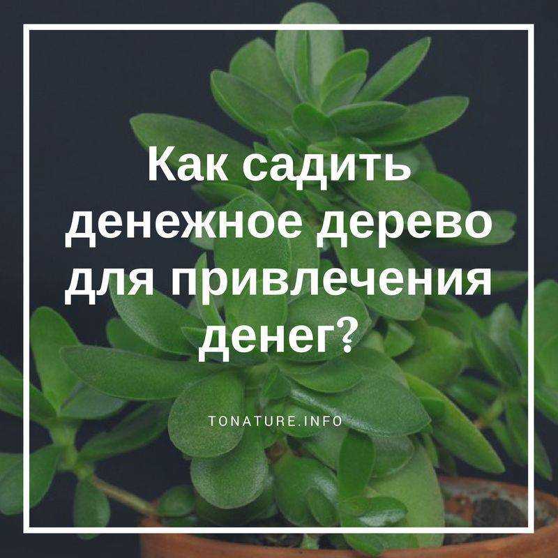 Где денежное дерево должно стоять в квартире, можно ли держать цветок в спальне на подоконнике или нет, а также куда лучше расположить толстянку в доме на даче?дача эксперт
