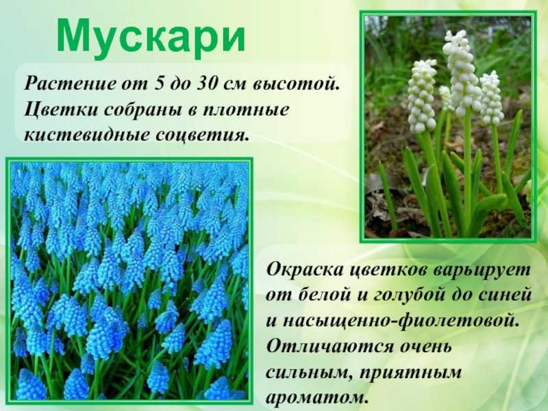 Мускари - уход и посадка в открытом грунте, фото цветов, виды и способы размножения