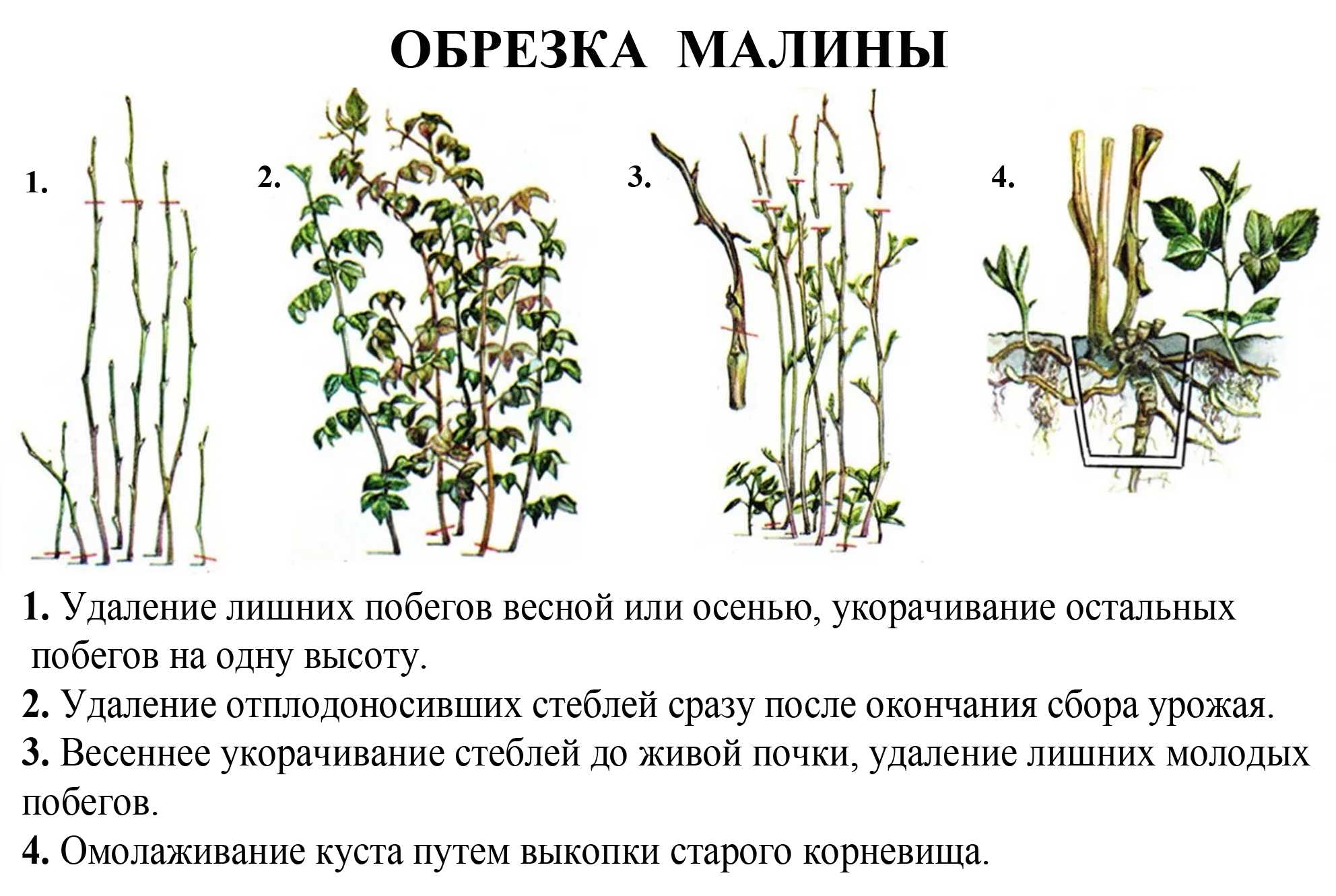 Чёрная малина сорта кумберленд: выращивание и уход