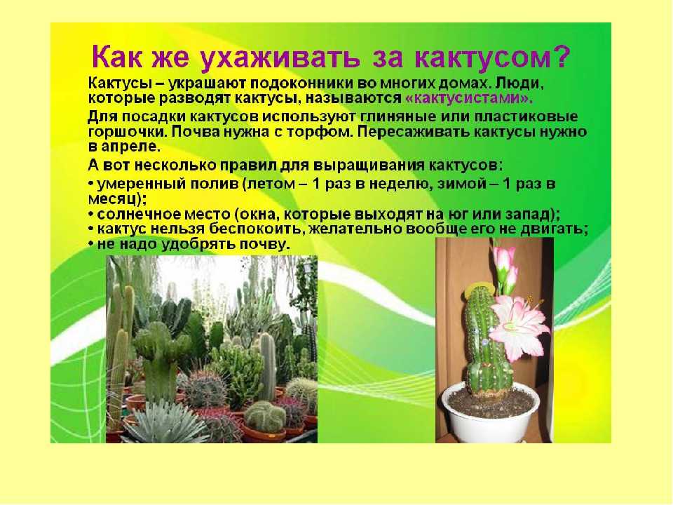 Разновидности пушистого кактуса: описание цветка, уход, цветение и размножение