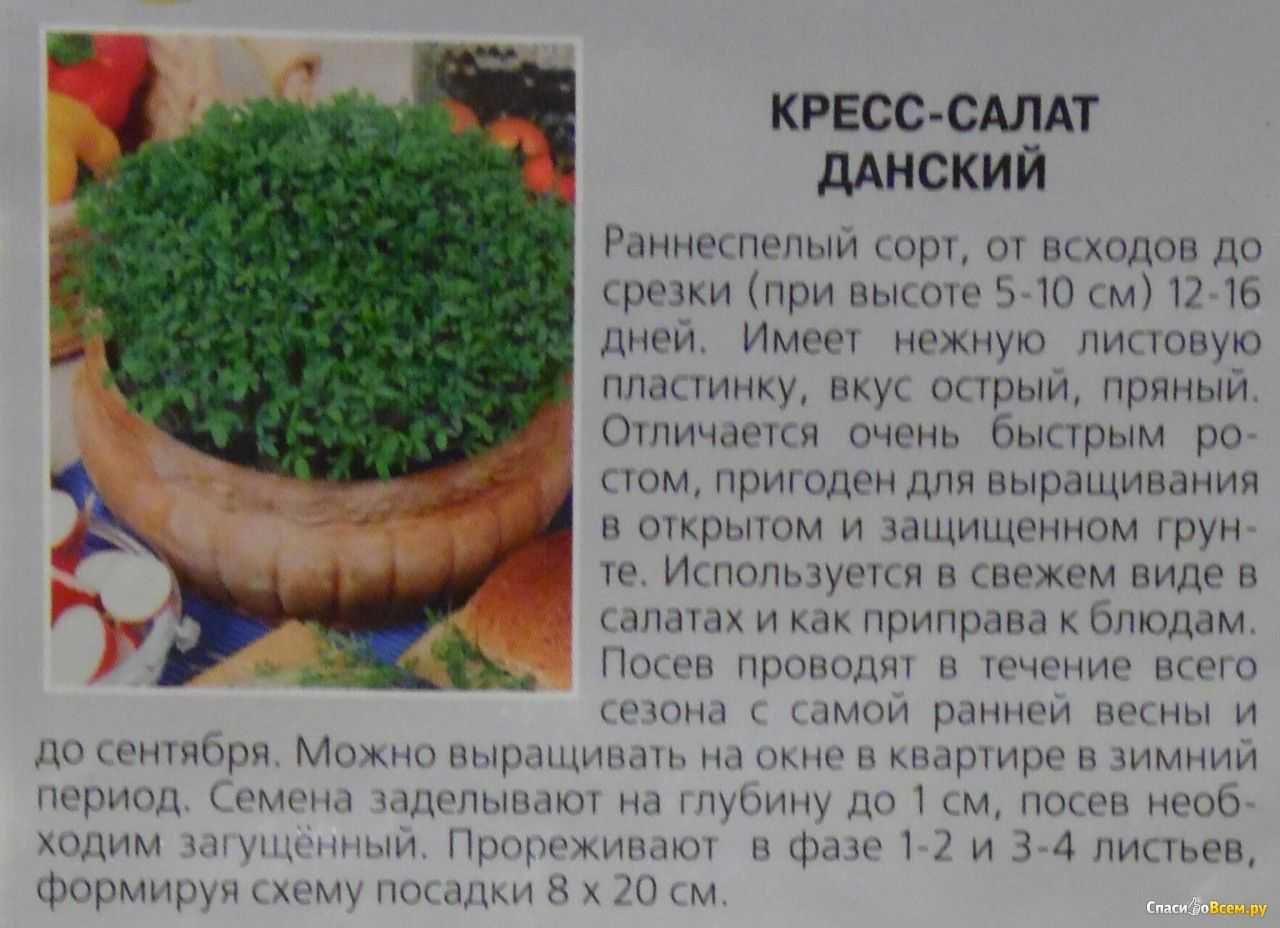 Кресс салат выращивание на подоконнике без земли из семян зимой в домашних условиях