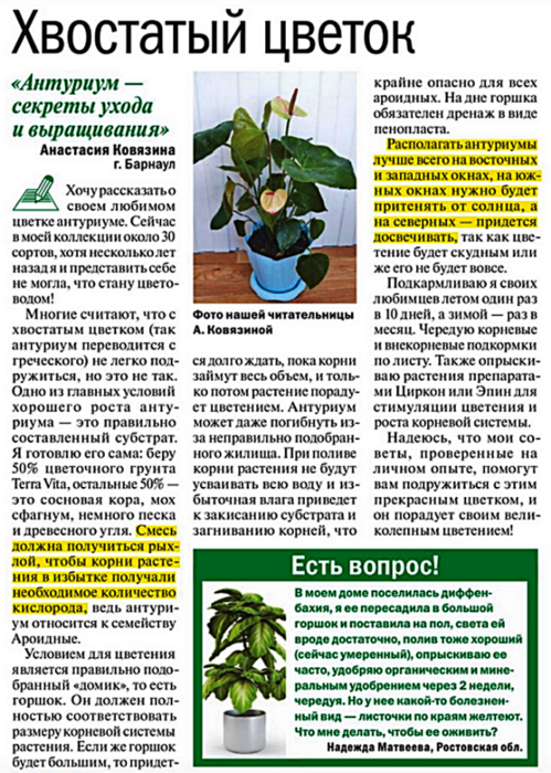 Почему желтеют листья у антуриума: причины, что делать?