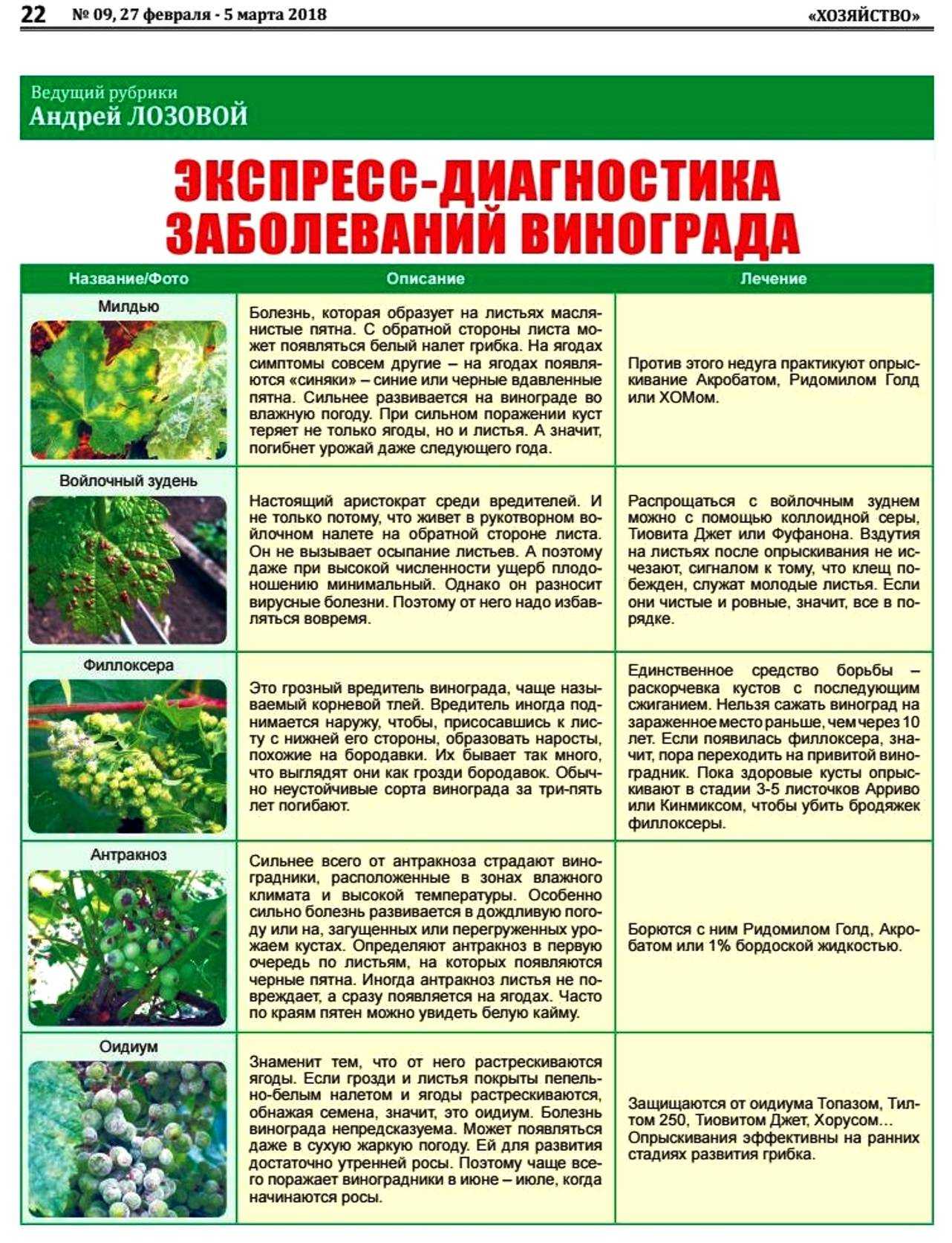 Обработка винограда медным купоросом летом: применение и опрыскивание
