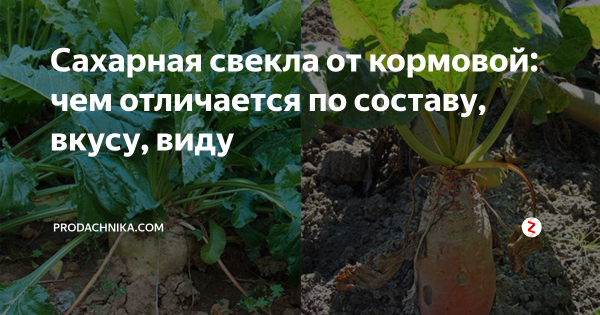 Чем отличается сахарная свекла от кормовой: визуальные фото