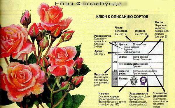 Чайно-гибридные розы (50 фото) - виды, уход и посадка в открытом грунте