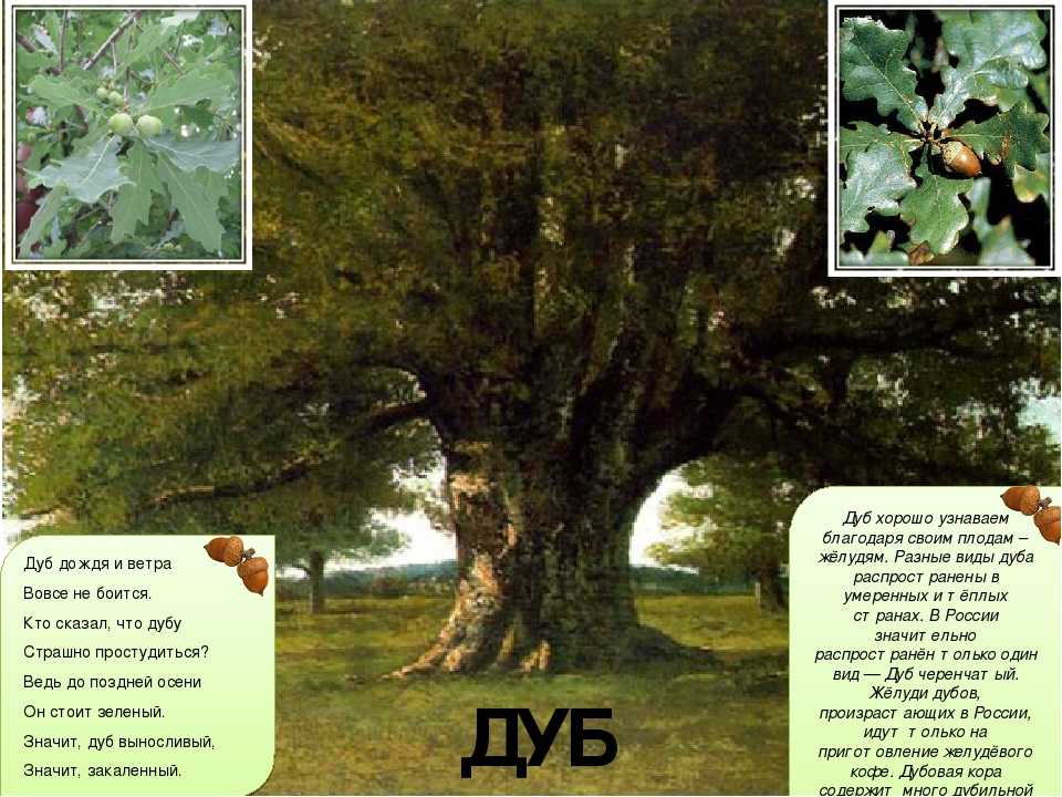 Сколько дубов в мире. Описание дуба. Дуб дерево описание. Сообщение о дубе. Дуб описание для детей.