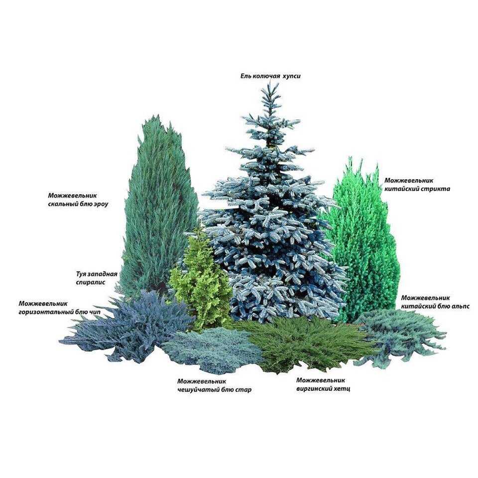 ✅ характеристика и правила ухода за сизой елью picea glauca conica - сад62.рф