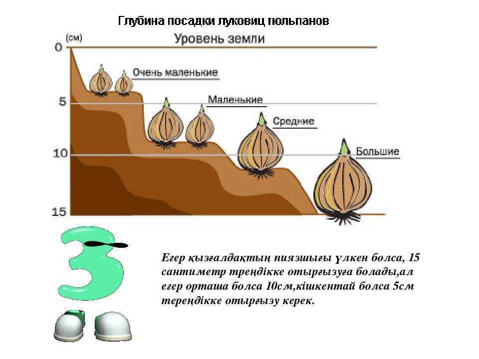 Спутники для тюльпана