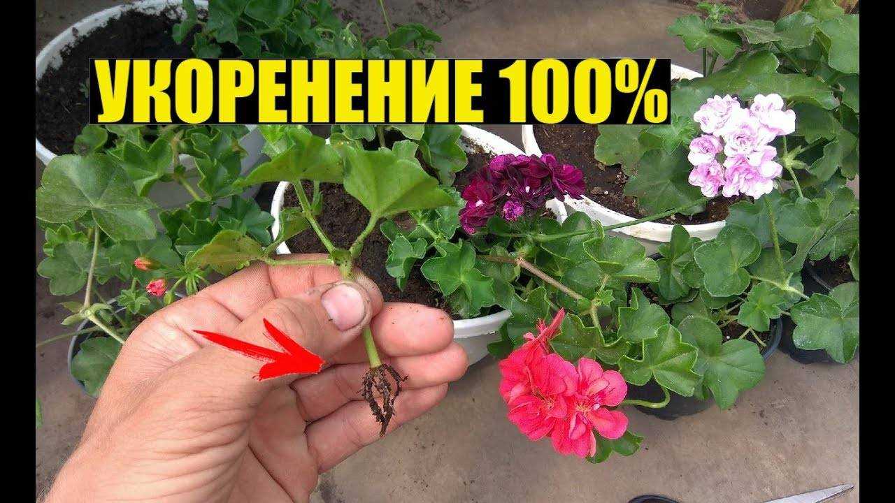 В статье вы можете узнать про то, как правильно в домашних условиях, ухаживать и размножать плющелистную ампельную герань черенками и семенами А также про подготовку материала к посадке