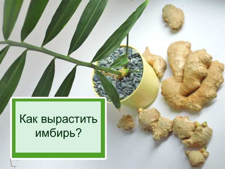 Что такое имбирь, фото корня, а также все о нем: как выглядит, цветет и растет плод в домашних условиях в горшке, а еще это овощ, фрукт, трава или специя? русский фермер