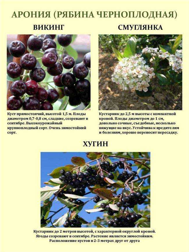 Черноплодная рябина: осень - время для посадки аронии