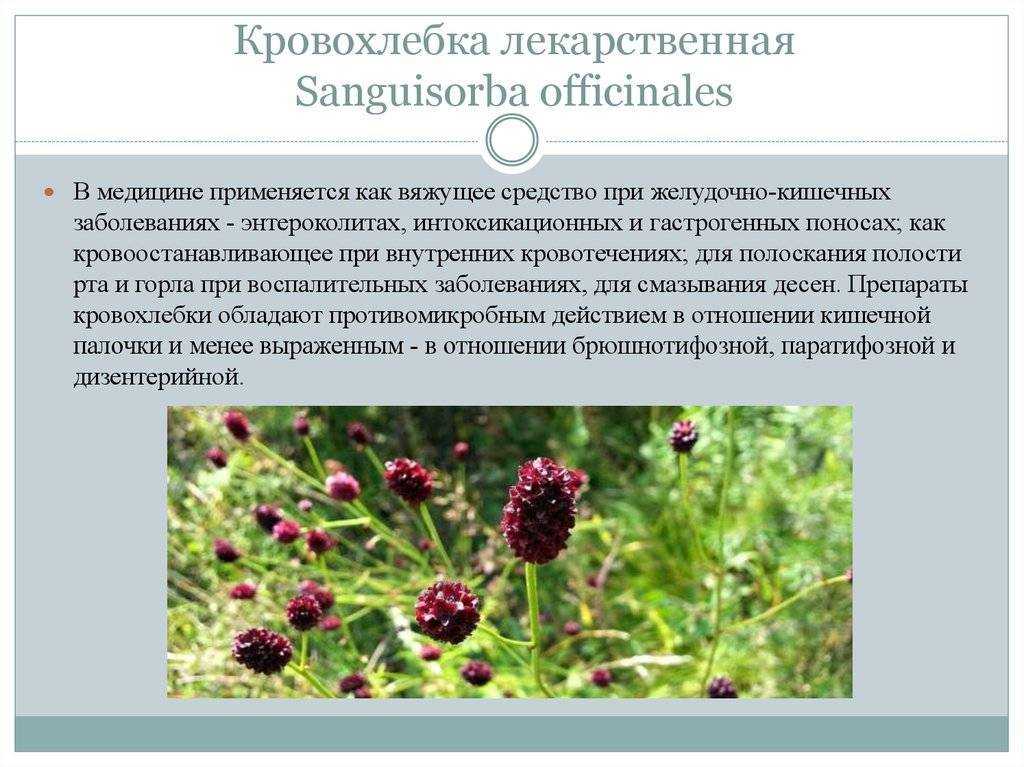 Кровохлёбка фото: описание растения, полезные свойства кровохлебки лекарственной, виды и сорта, выращивание и уход за травой в саду