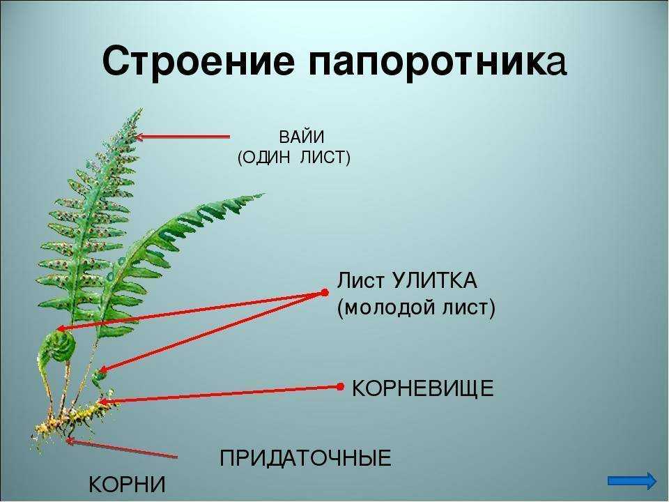 Как ухаживать за домашним птерисом, чтобы он рос пышным