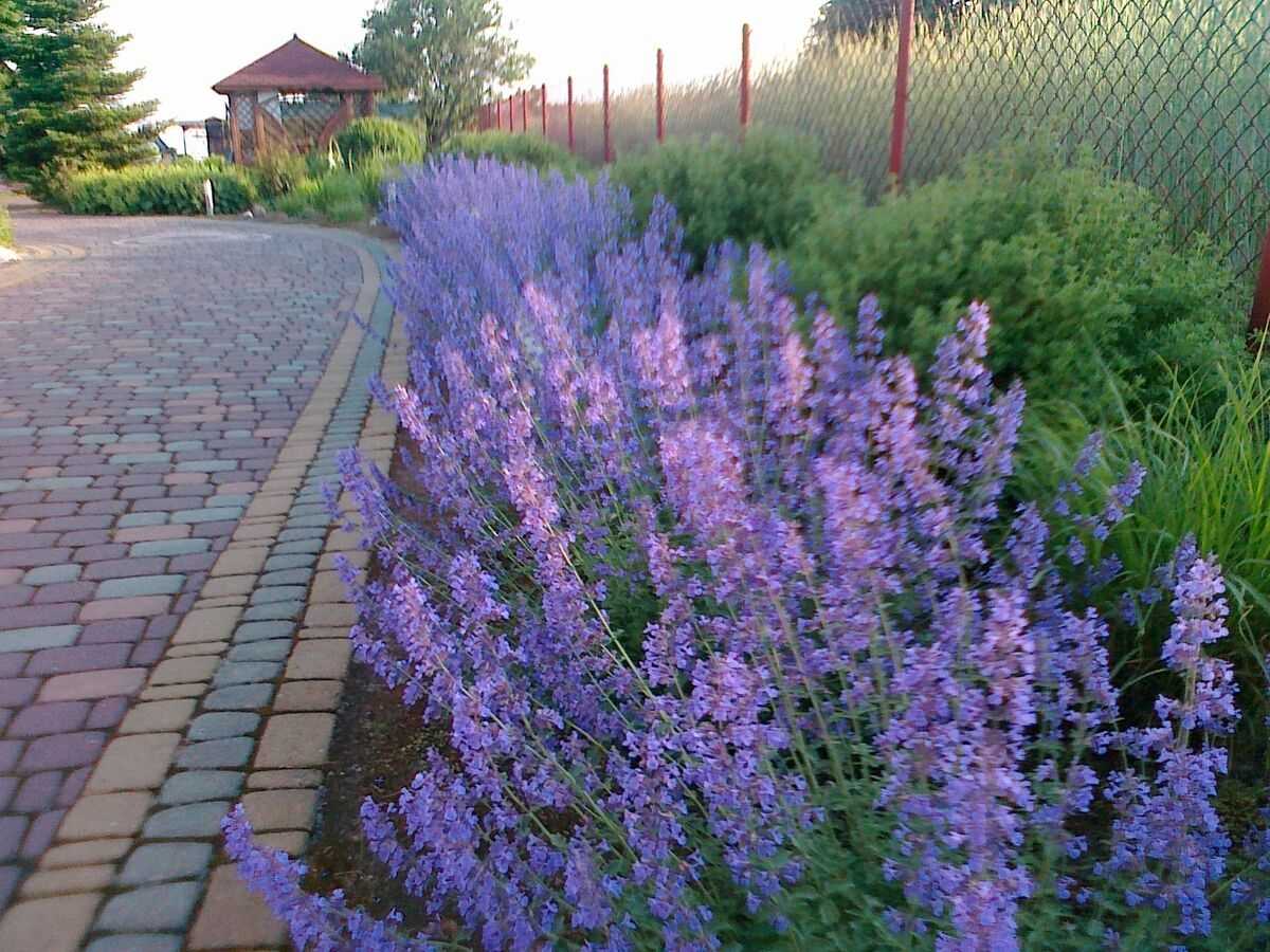 Котовник из семян, сорта, фото. похож на мелиссу