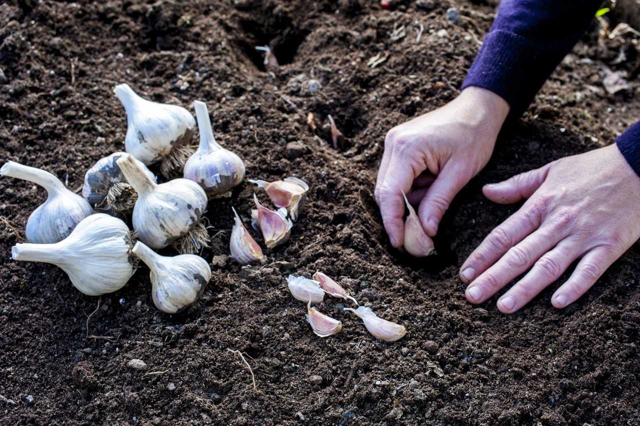 Грамотный севооборот – качественный продукт: после каких предшественников лучше всего сажать чеснок?