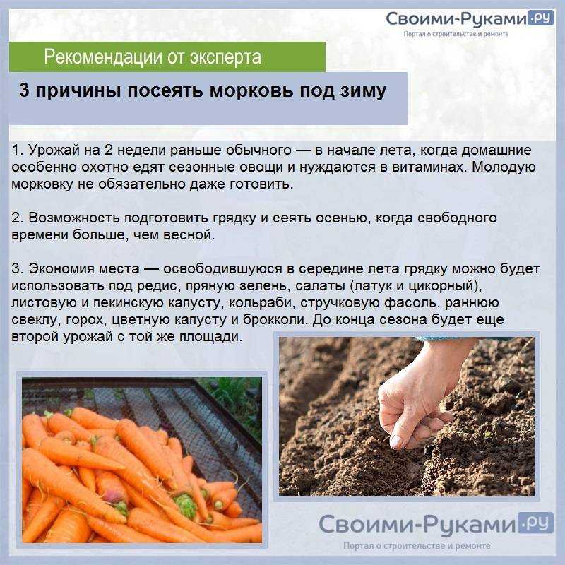 Сеем зелень под зиму: что когда и как посеять для раннего витаминного урожая | огородники