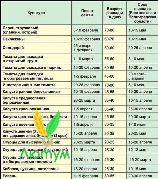 Белокочанная капуста. сорта капусты. садовая энциклопедия.