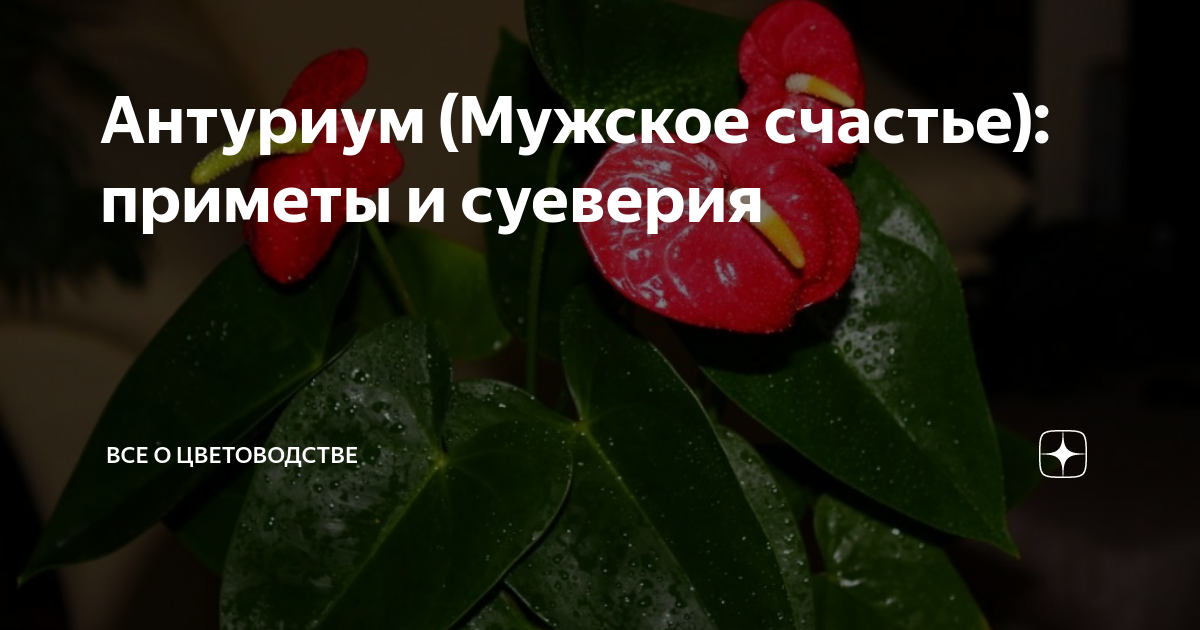 Антуриум selo.guru — интернет портал о сельском хозяйстве
