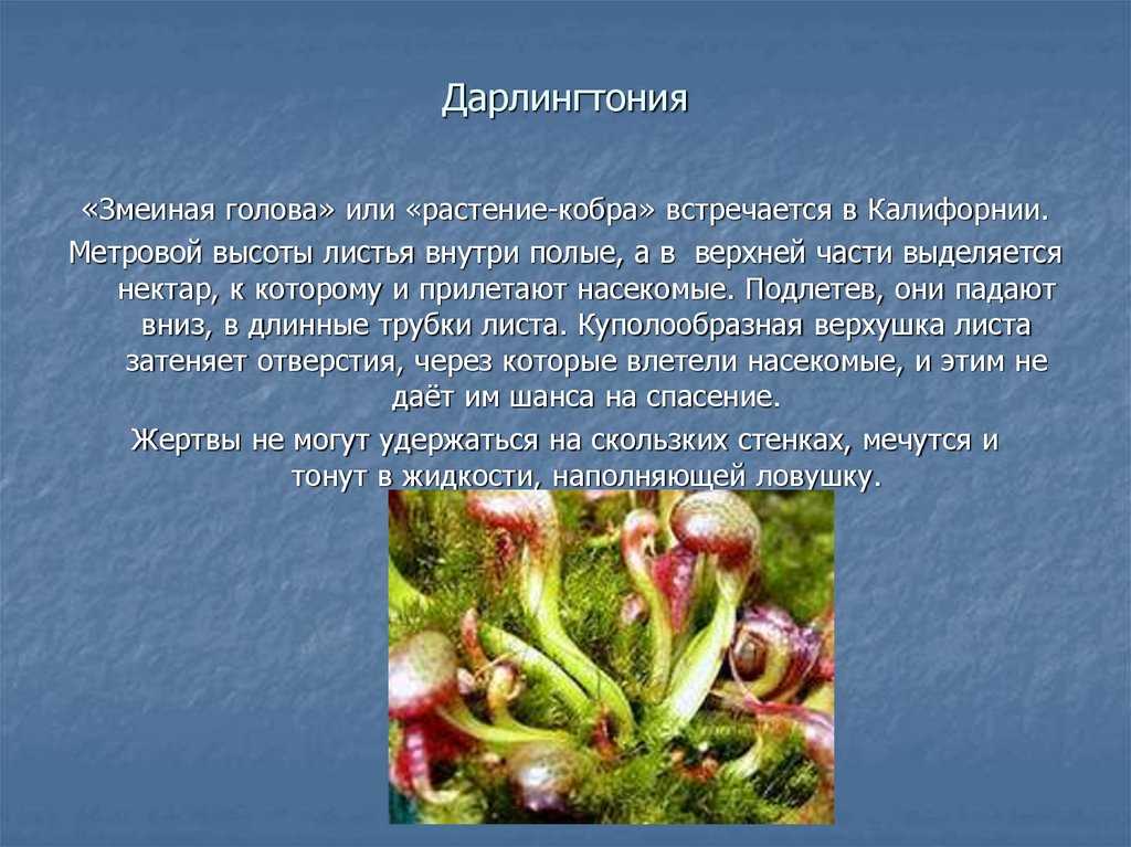 Дарлингтония калифорнийская: описание, как вырастить дома selo.guru — интернет портал о сельском хозяйстве