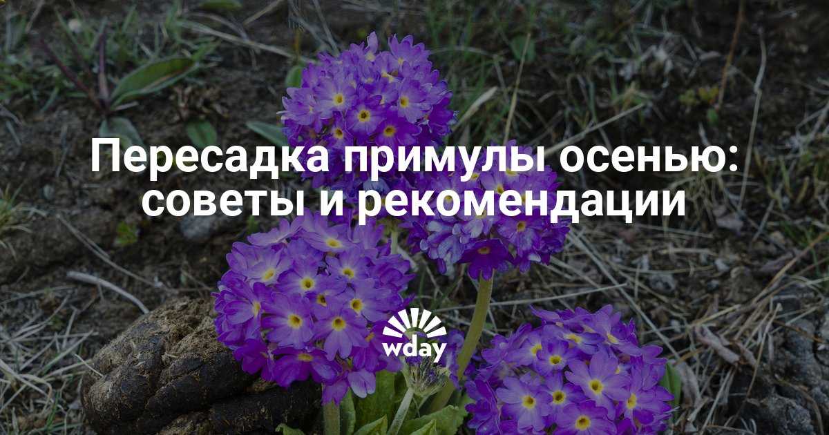 ✅ уход за примулой после цветения в саду: надо ли обрезать, что делать когда отцвела, подготовка к зиме, как ухаживать осенью в открытом грунте - tehnoyug.com