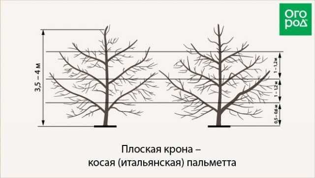 Обрезка грецкого ореха осенью для начинающих в картинках, пошагово
