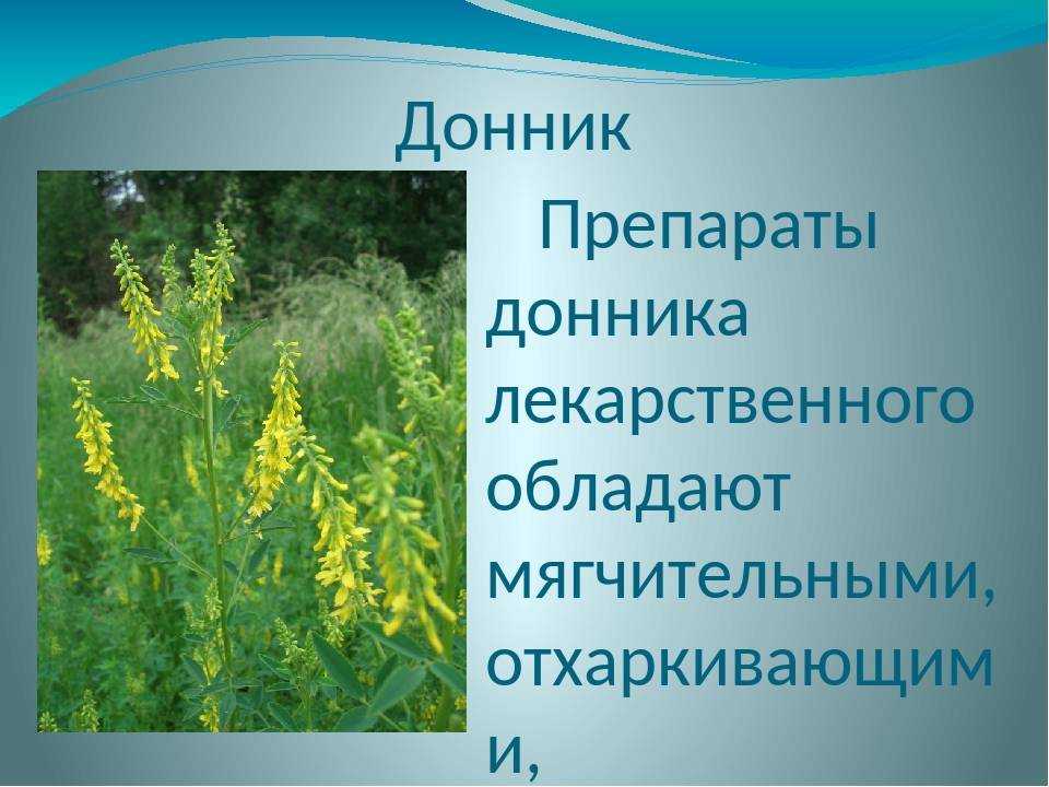 Донник как сидерат: польза растения и его биологические особенности. советы садоводов