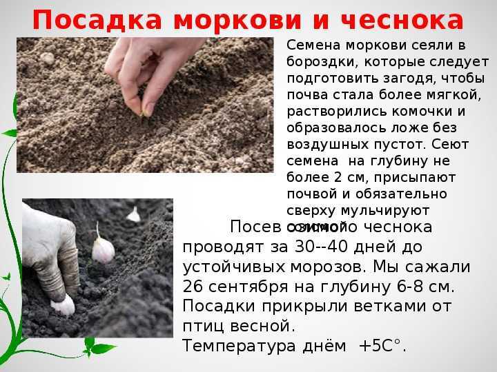 Морковь выращивание и уход в открытом грунте, правила посадки культуры