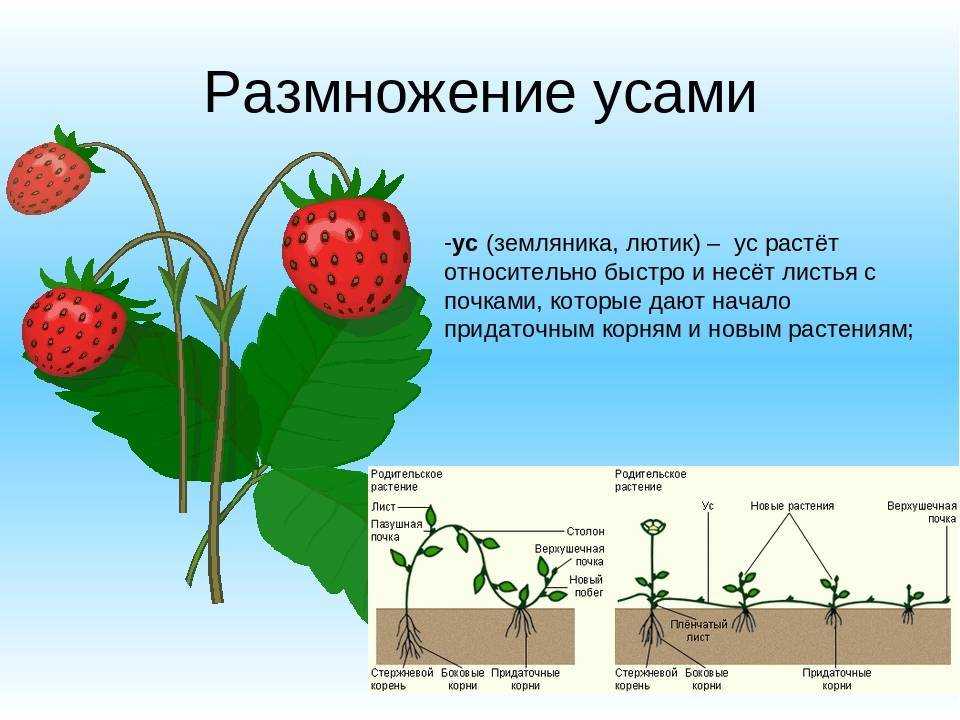 Агротехника выращивания клубники в открытом грунте и теплице