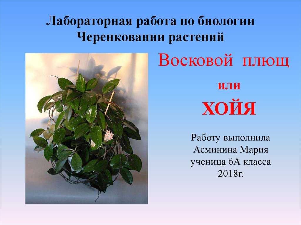 Хойя — восковой плющ: приметы