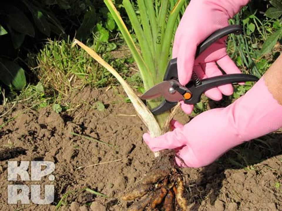Юкка садовая: посадка и уход в домашних условиях, размножение