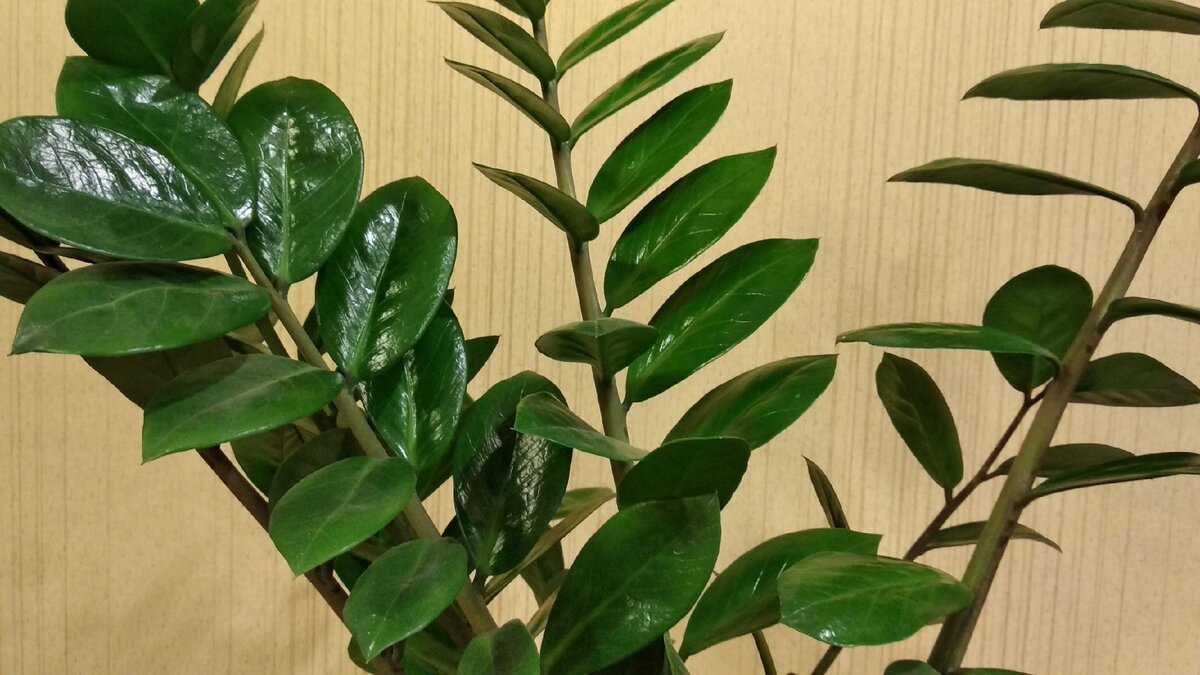 Замиокулькас цветок. денежное дерево. уход, размножение