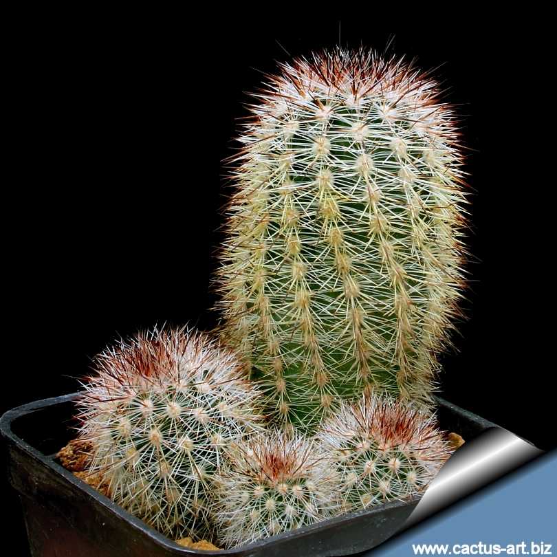 Эхиноцереус (echinocereus): описание кактуса и его видов, их фото, а также уход в домашних условиях, особенности размножения и похожие растениядача эксперт