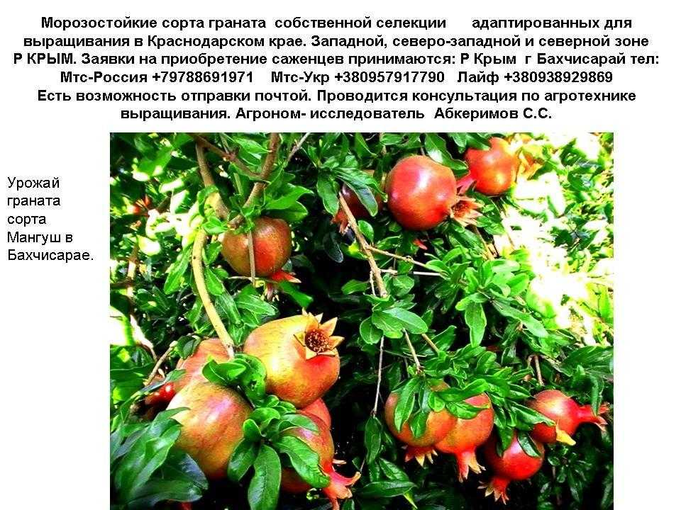 В статье покажем фото граната и расскажем, когда и как цветет дерево в саду в открытом грунте и в домашних условиях Узнаете, в каком месяце он начинает распускаться, что делать, если этого не произошло и почему такое возможно с комнатным растением