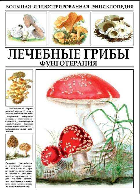 Грибы на березе фото и описание