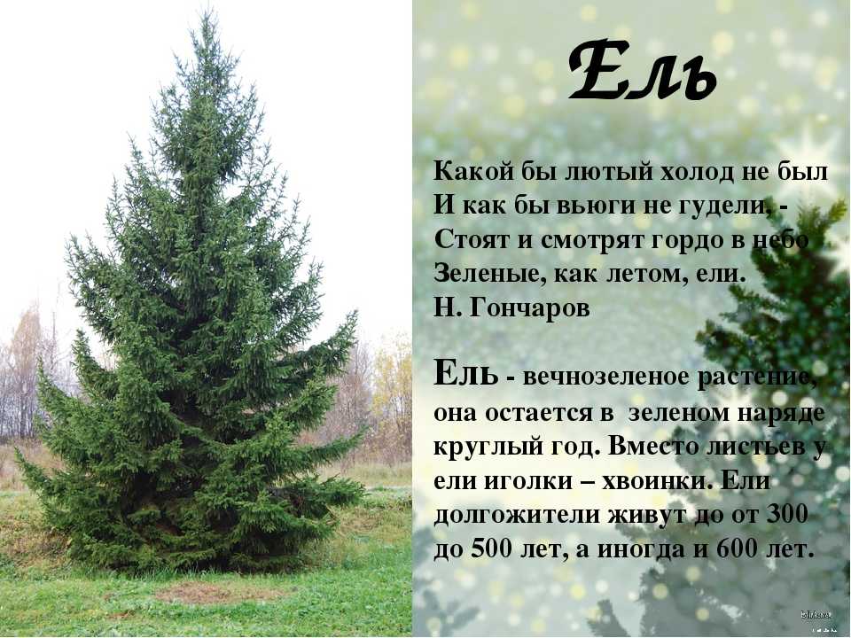 Ель сибирская: описание, тонкости посадки и ухода, борьба с вредителями, фото сортов