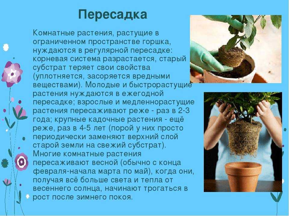 Неорегелия: фото, уход, размножение и пересадка