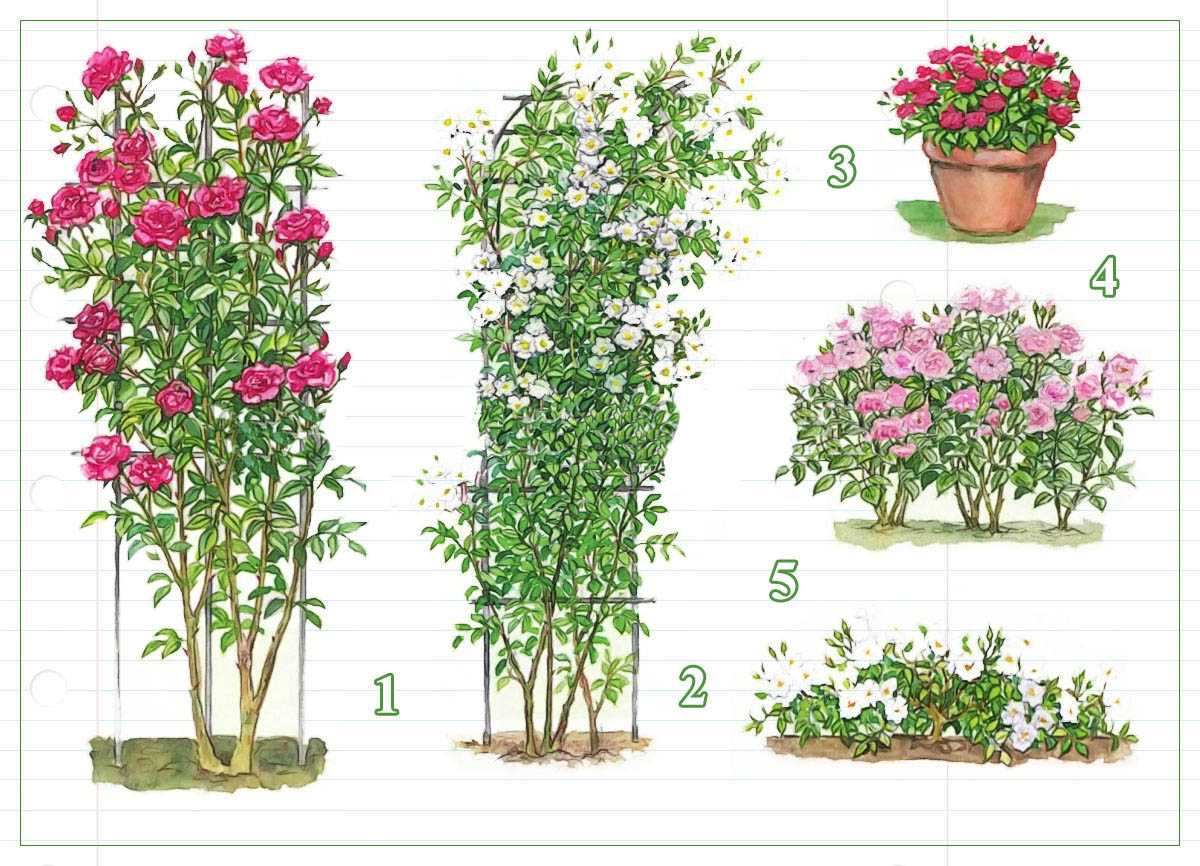 Розы (кустовые): посадка, уход, размножение