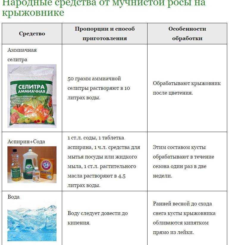 Крыжовник — подборка лучших фото самого полезного растения