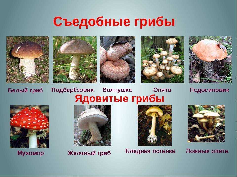 Грибной сезон стартовал: самые вкусные лесные грибы и рецепты с ними