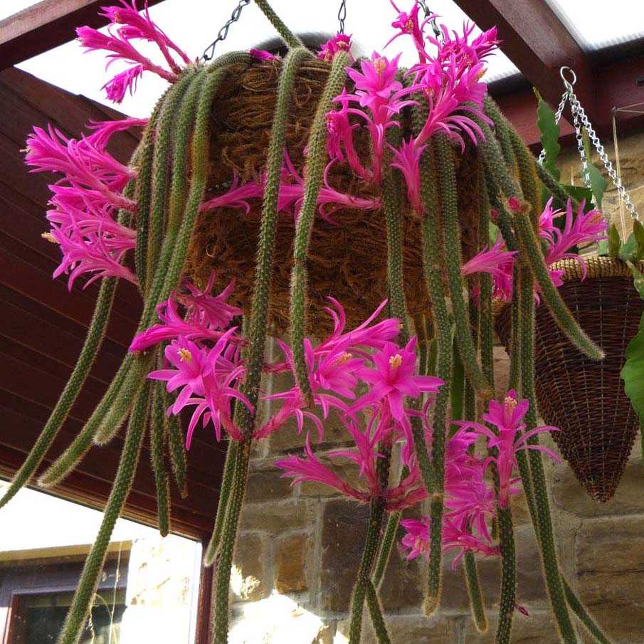 Нотокактус (notocactus)