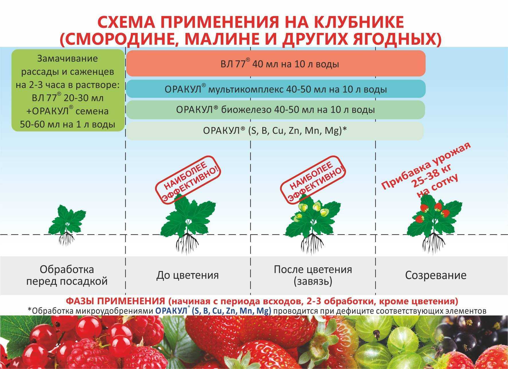 Садовая земляника – посадка и уход. особенности выращивания, болезни и вредители.