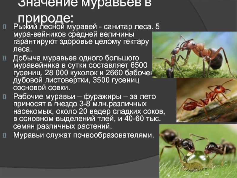 Место муравьёв в пищевой цепочке — domovod.guru