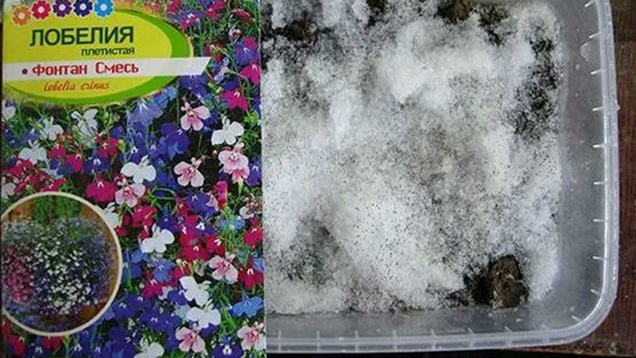 Выращивание лобелии из семян: посев на рассаду, уход, пикировка