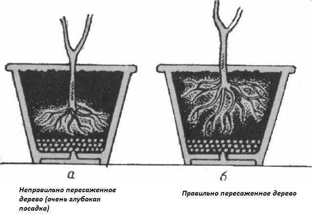 Критерии качества грунта для цитрусовых, состав и необходимая кислотность почвы
