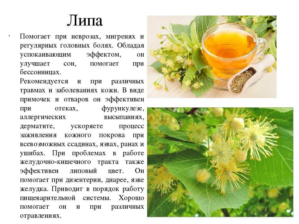 Что такое багульник, популярные сорта и места произрастания на территории россии