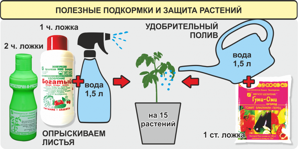 Глоксиния: выращивание и уход